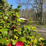 I Zwischen Bordeaux Und Atlantik Mirabelle * Brach